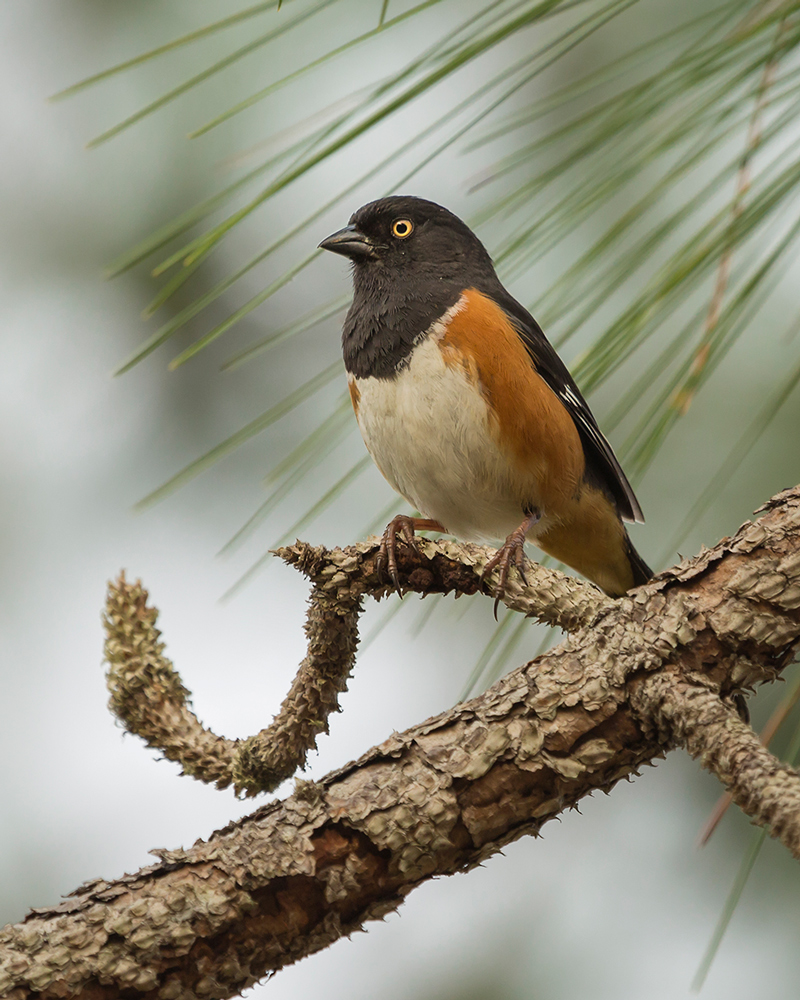 Eastern Towhee