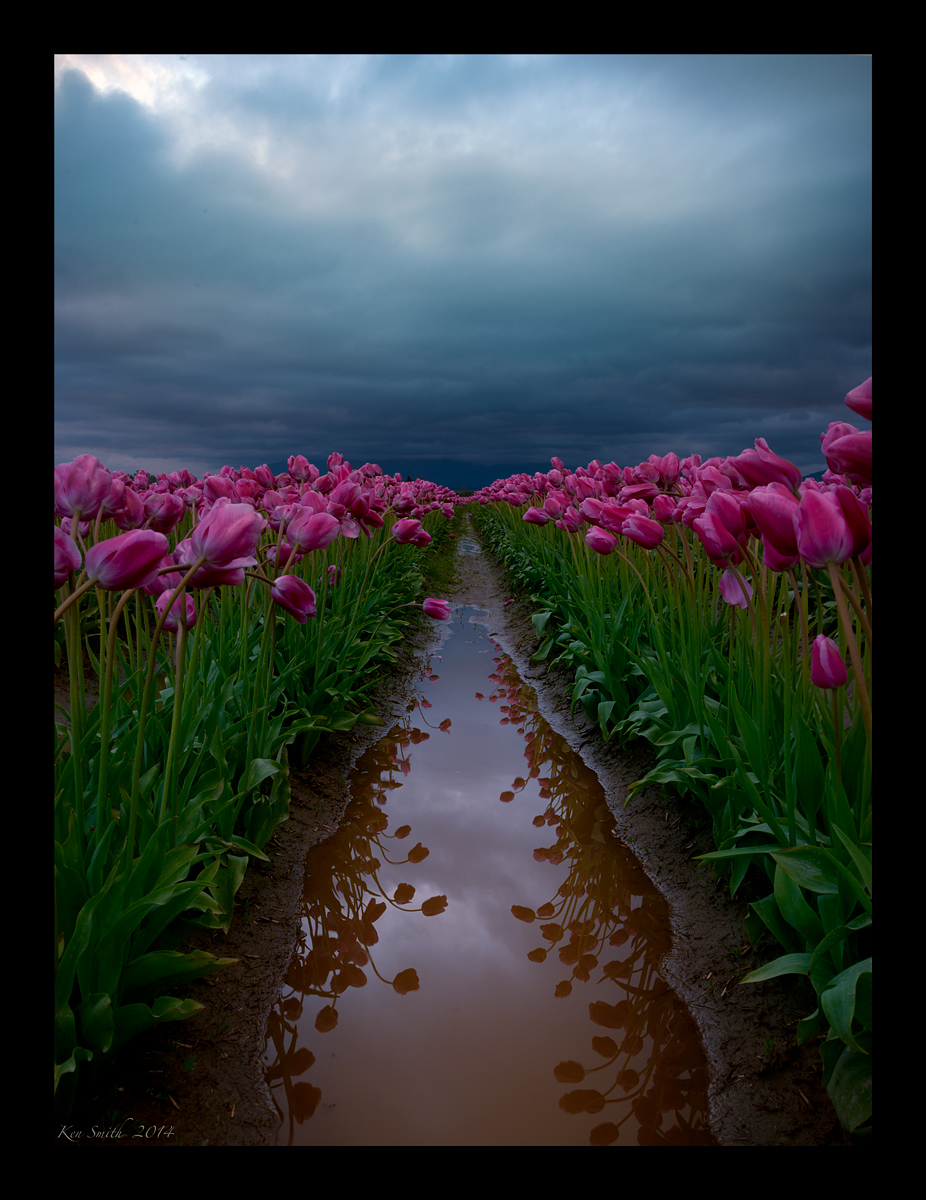 Skagit Tulips w/RE-POST