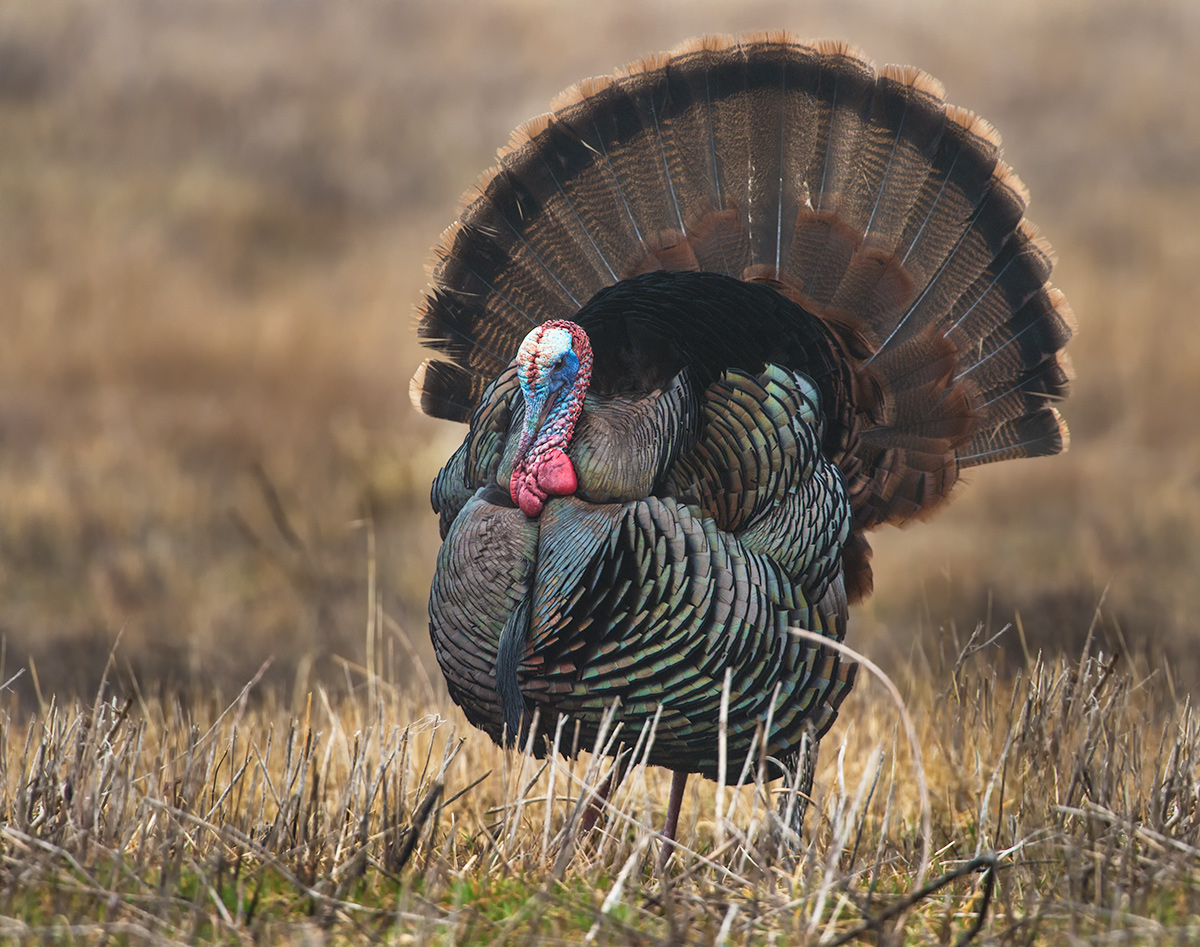 Wild Turkey Re-Post