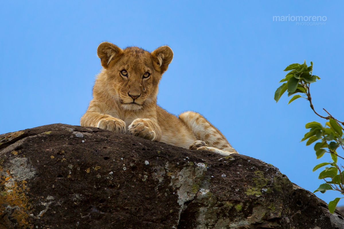 Mara Lion Cub