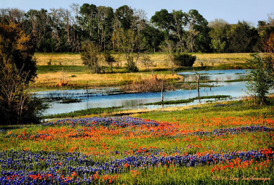 Wildflower Pond