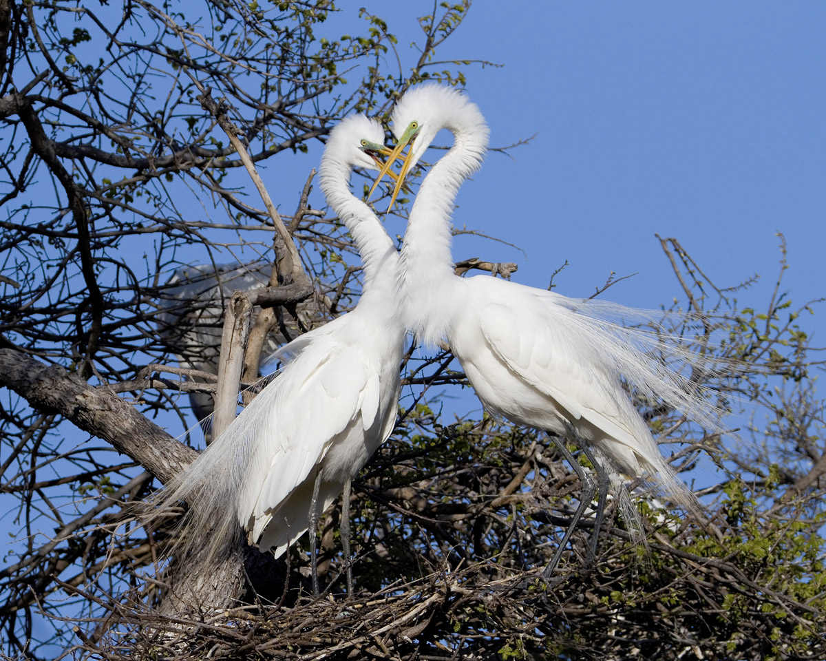 Love Nest