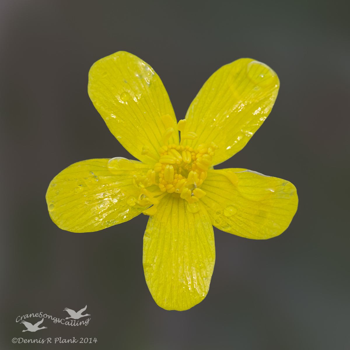 Buttercup