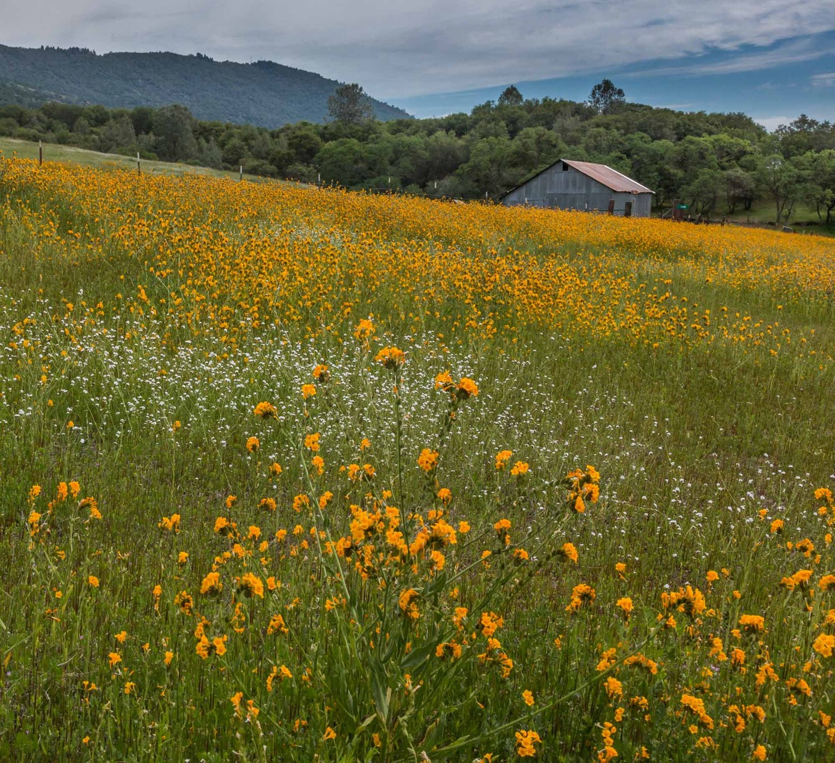 Fiddleneck field