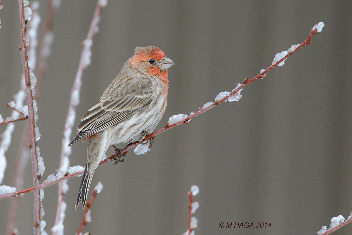 House Finch + repost