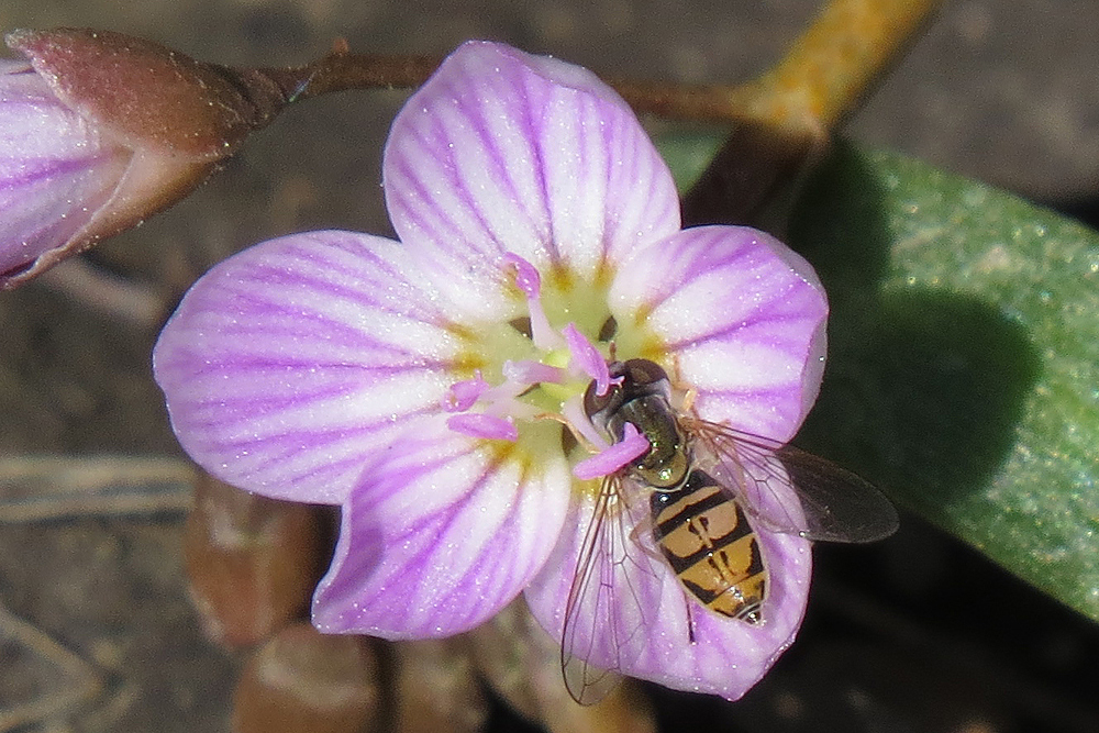 Spring beauty and friend