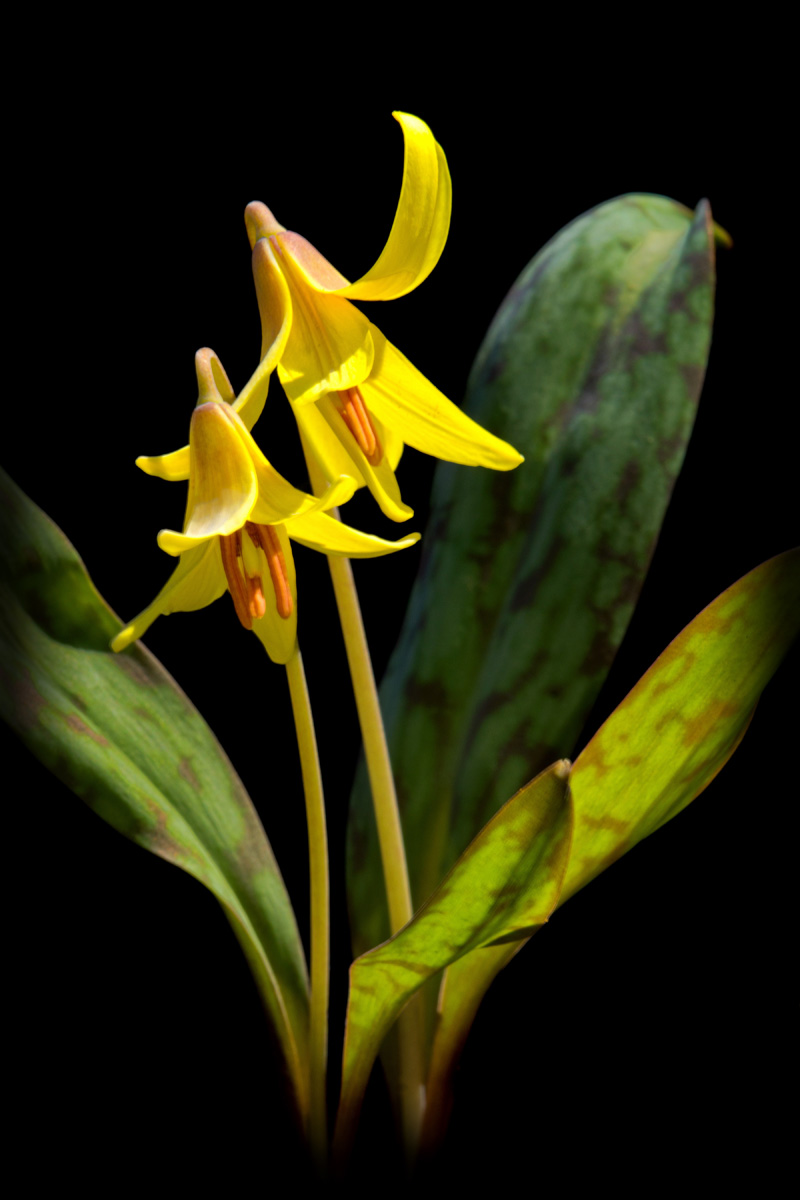Trout Lilies