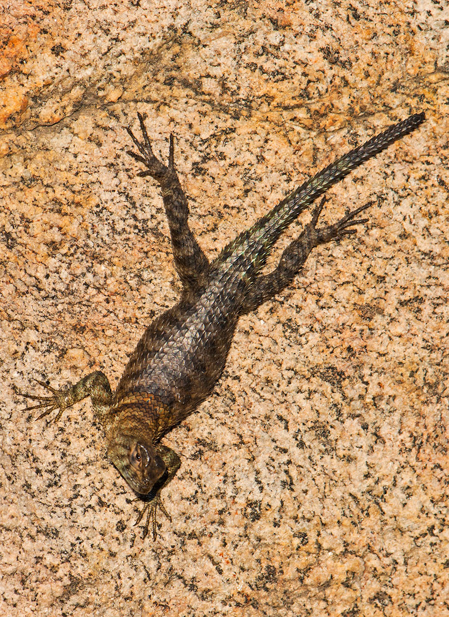 Granite Spiny Lizard
