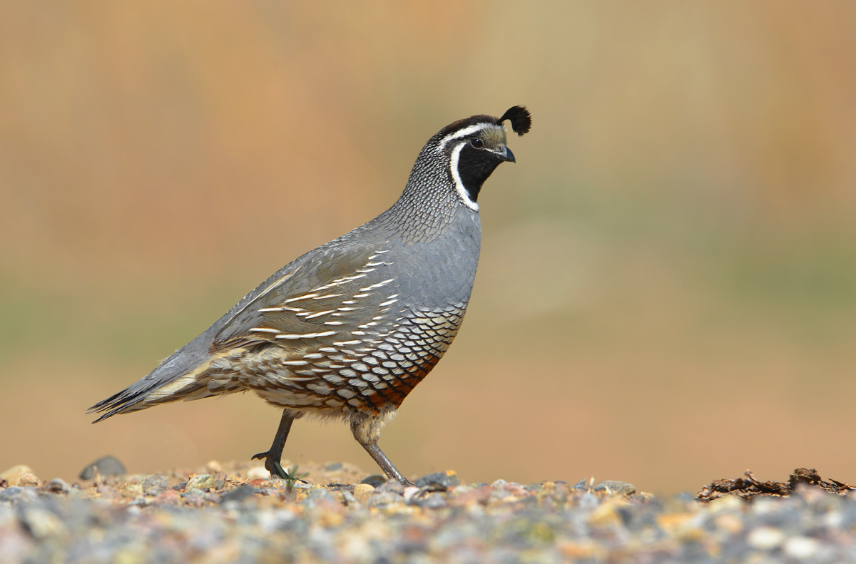 California Quail