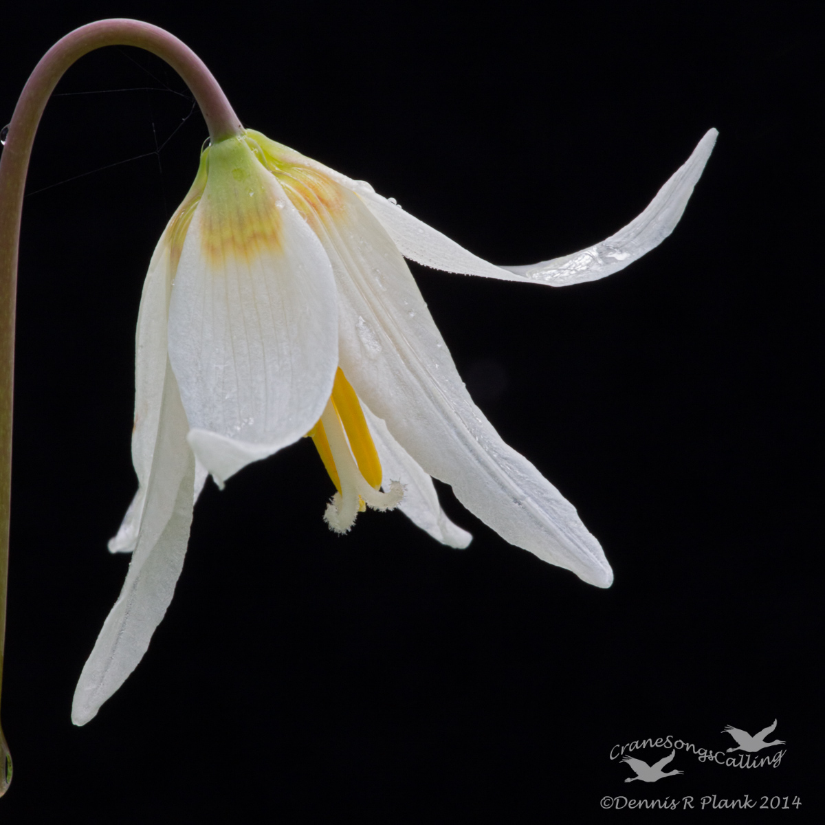Fawn Lily