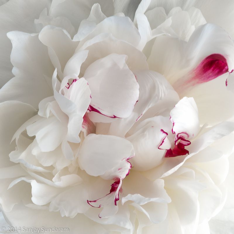 Fluffy Peony