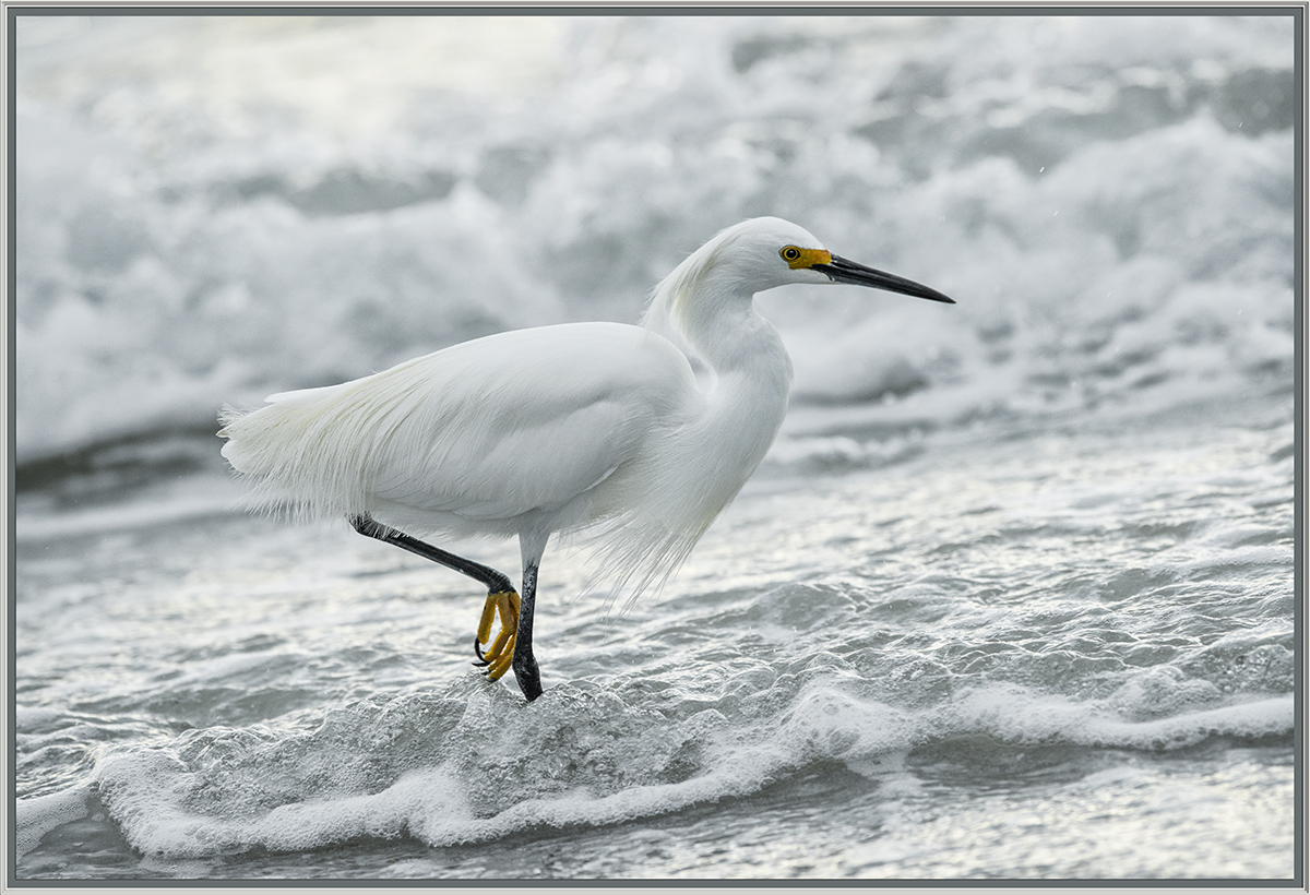 Surf-Fishing