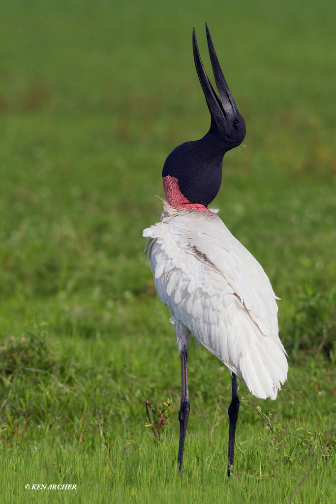 Jabiru