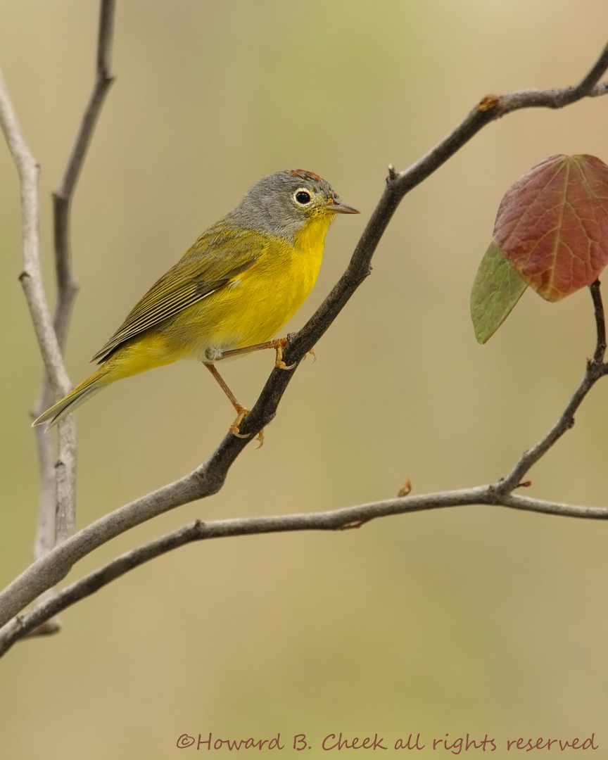 Nashville Warbler