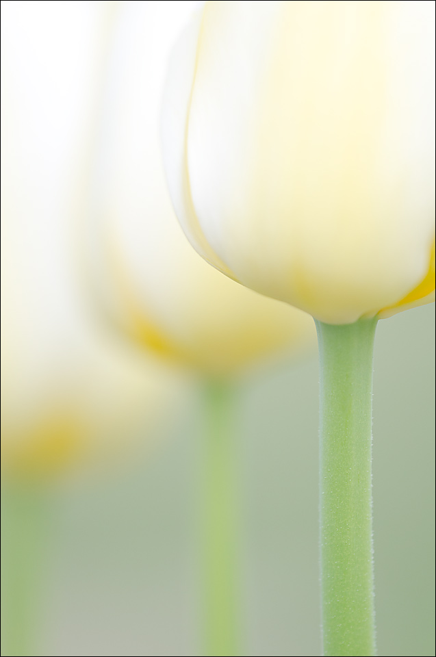Tulips 1