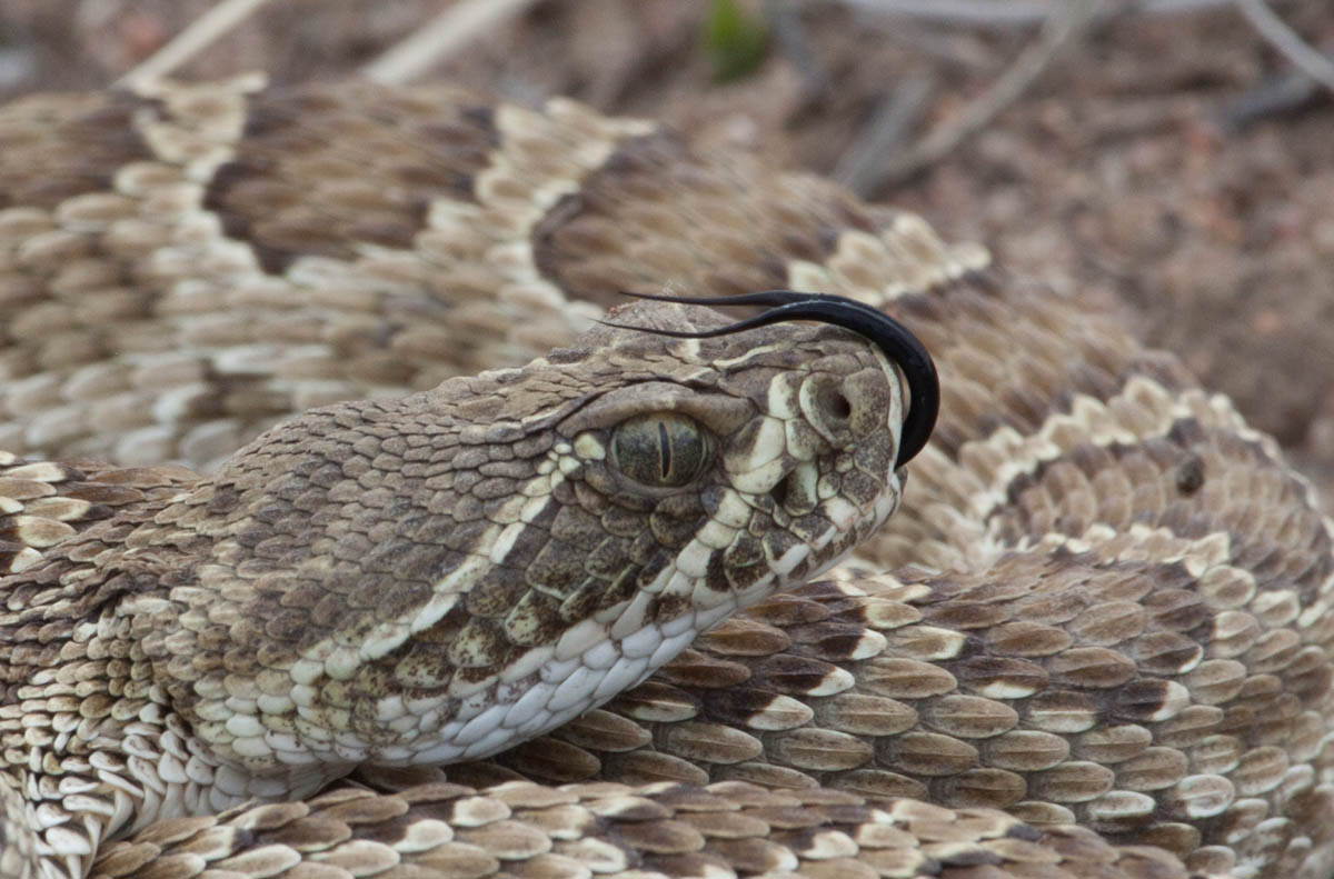 Western Diamondback
