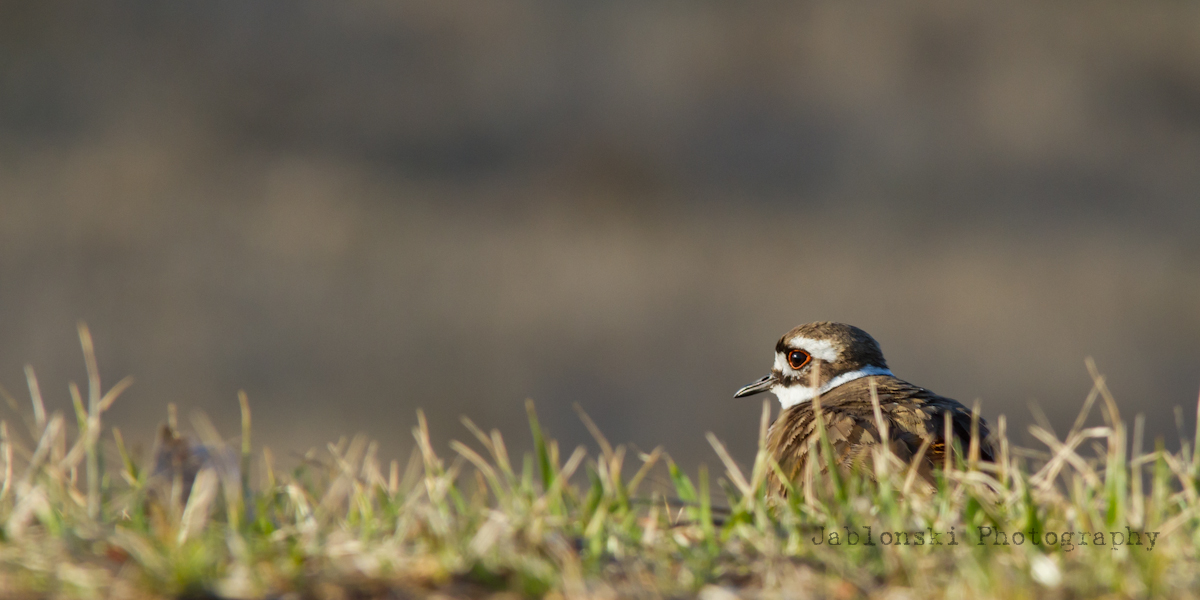 Killdeer