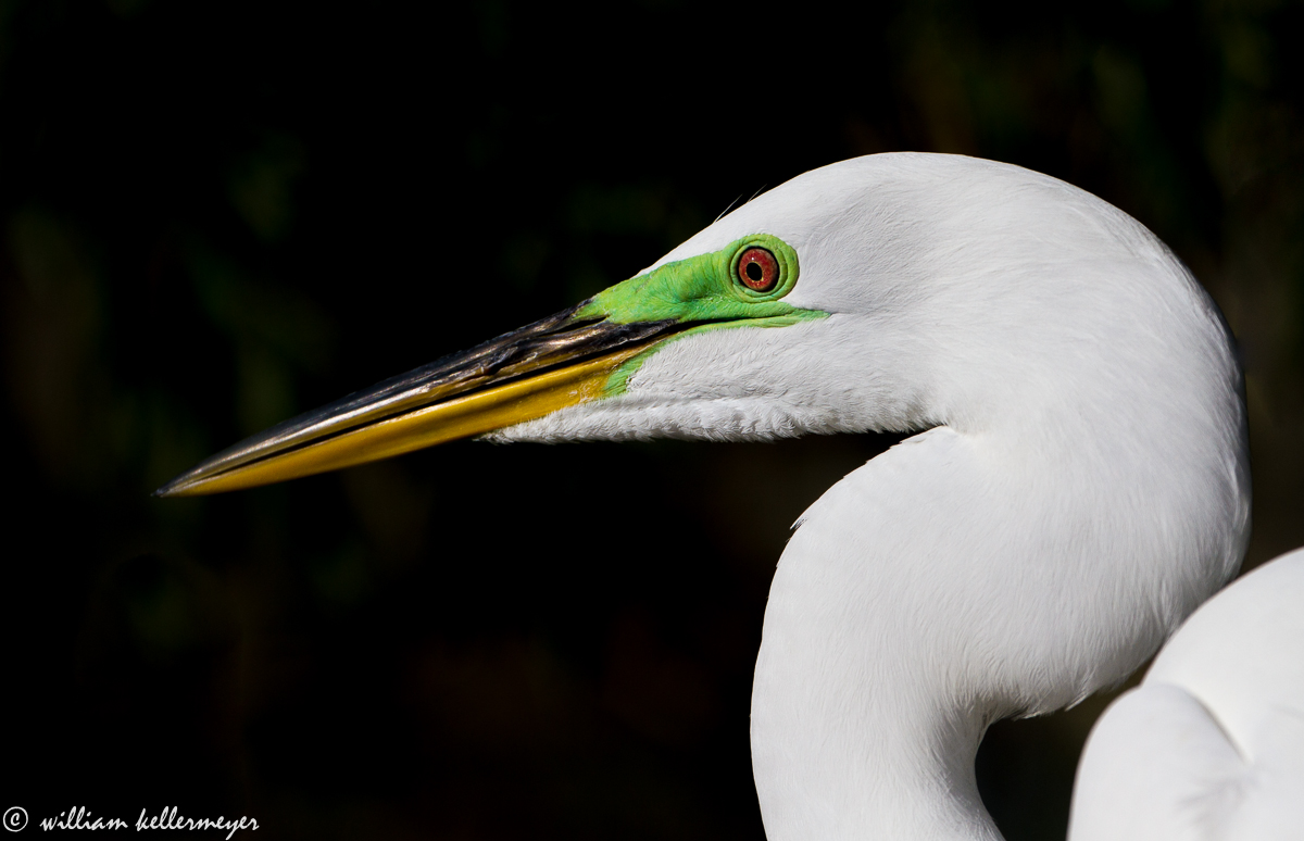 Egret Portrait