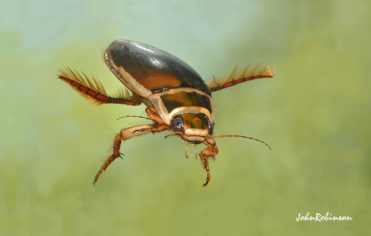 Great Diving Beetle