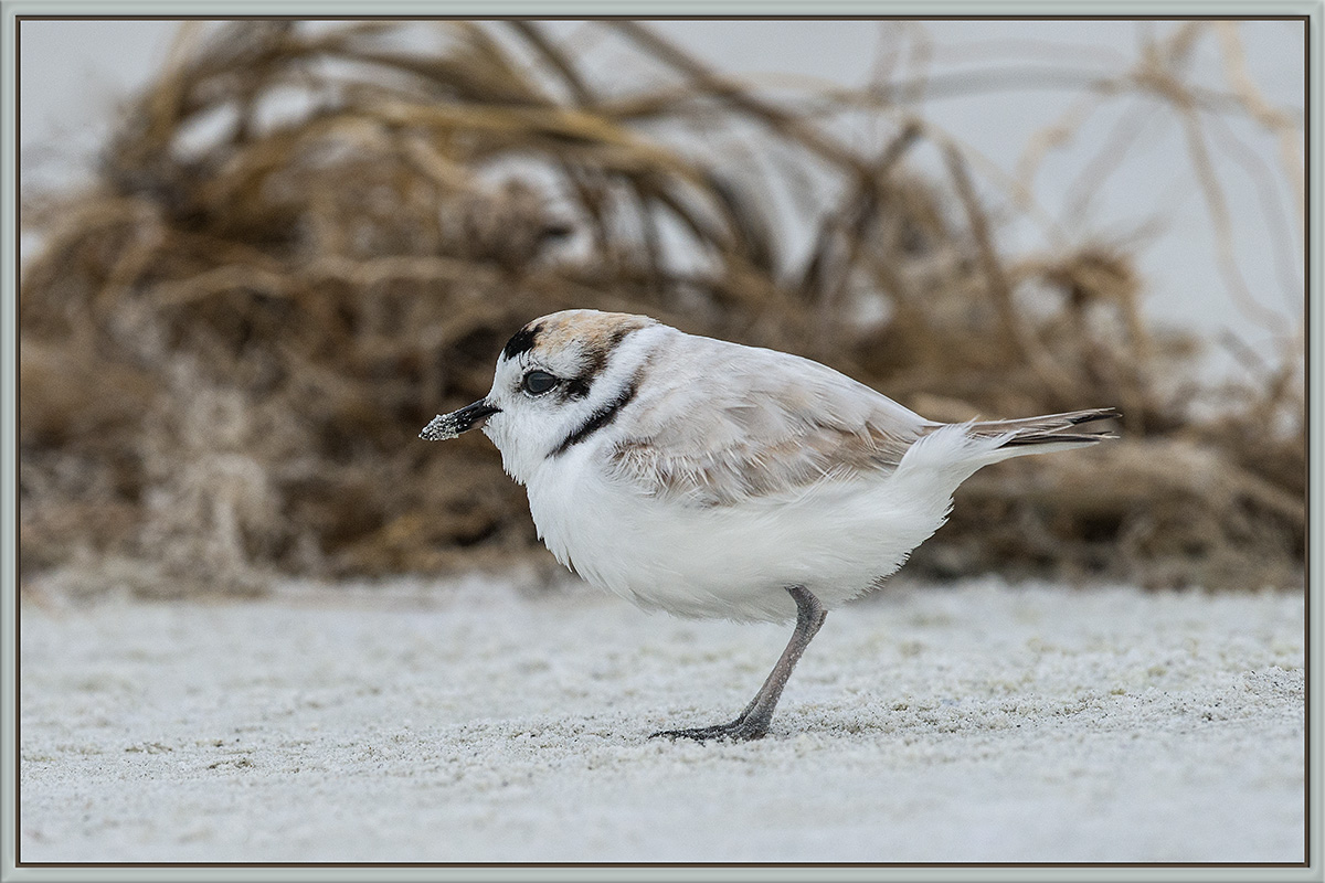 Snowy Plover