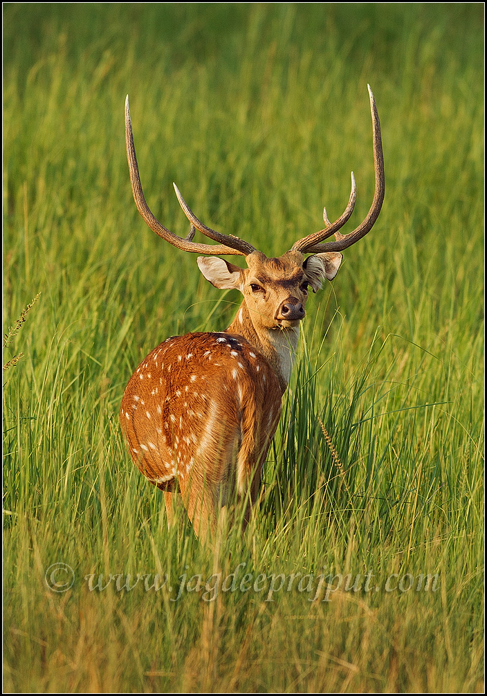 Chital stag