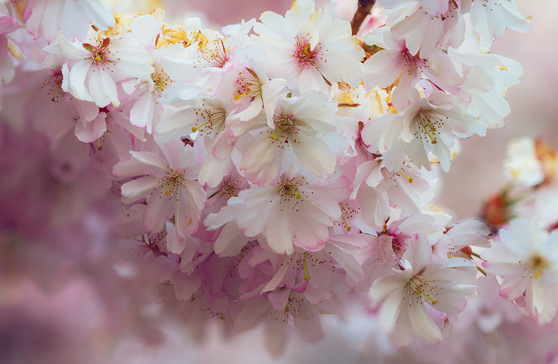 Cherry Blossoms