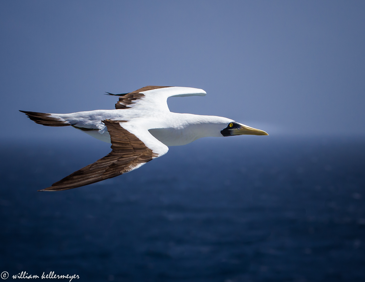 Masked Booby