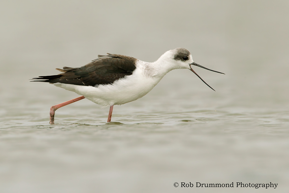 White-headed Stilt