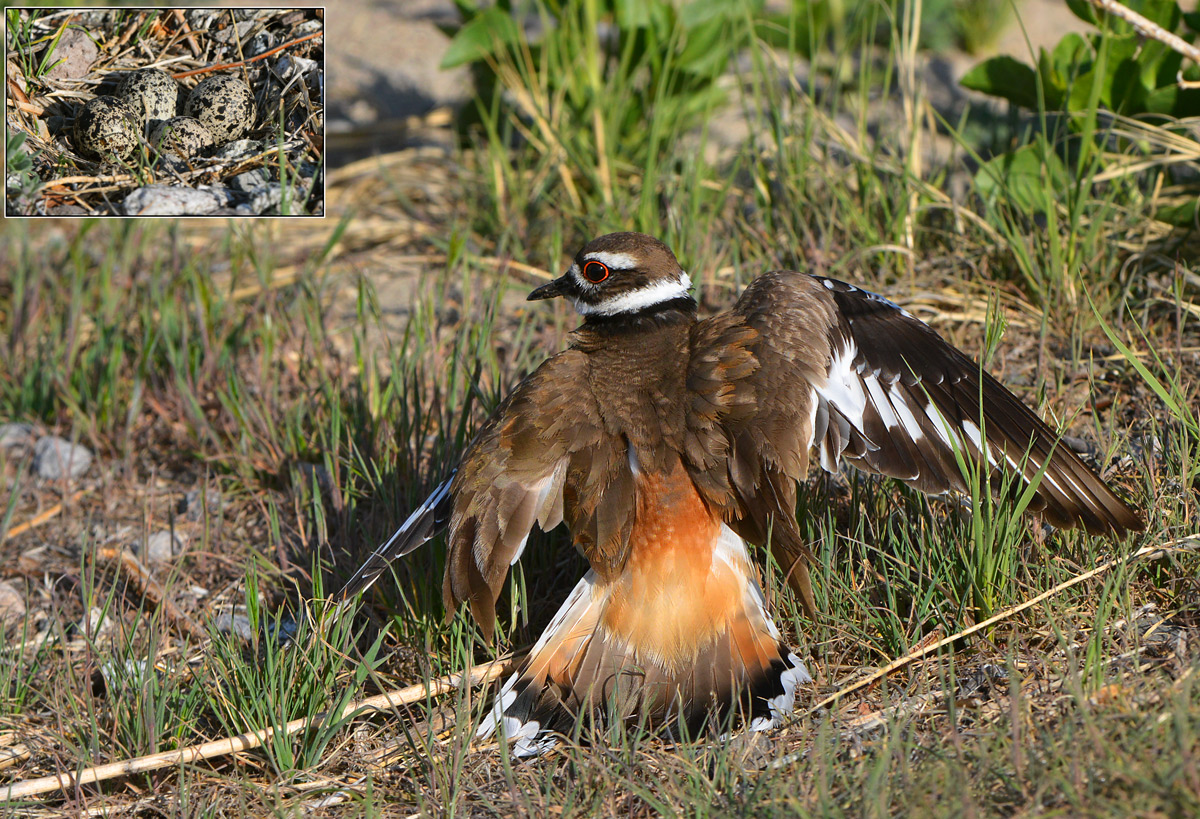 Killdeer Mom
