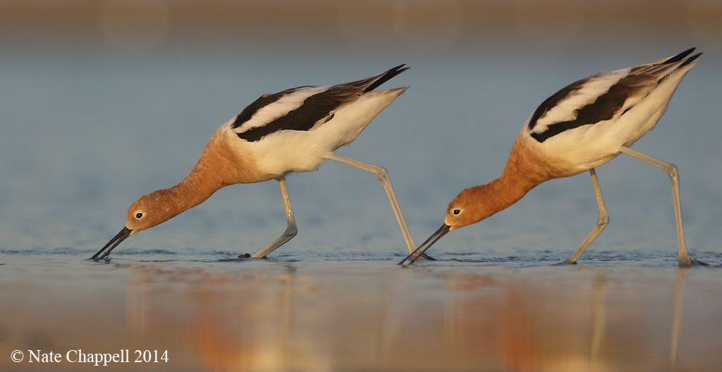 American Avocets Feeding