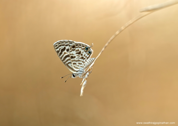 The Zebra Blue