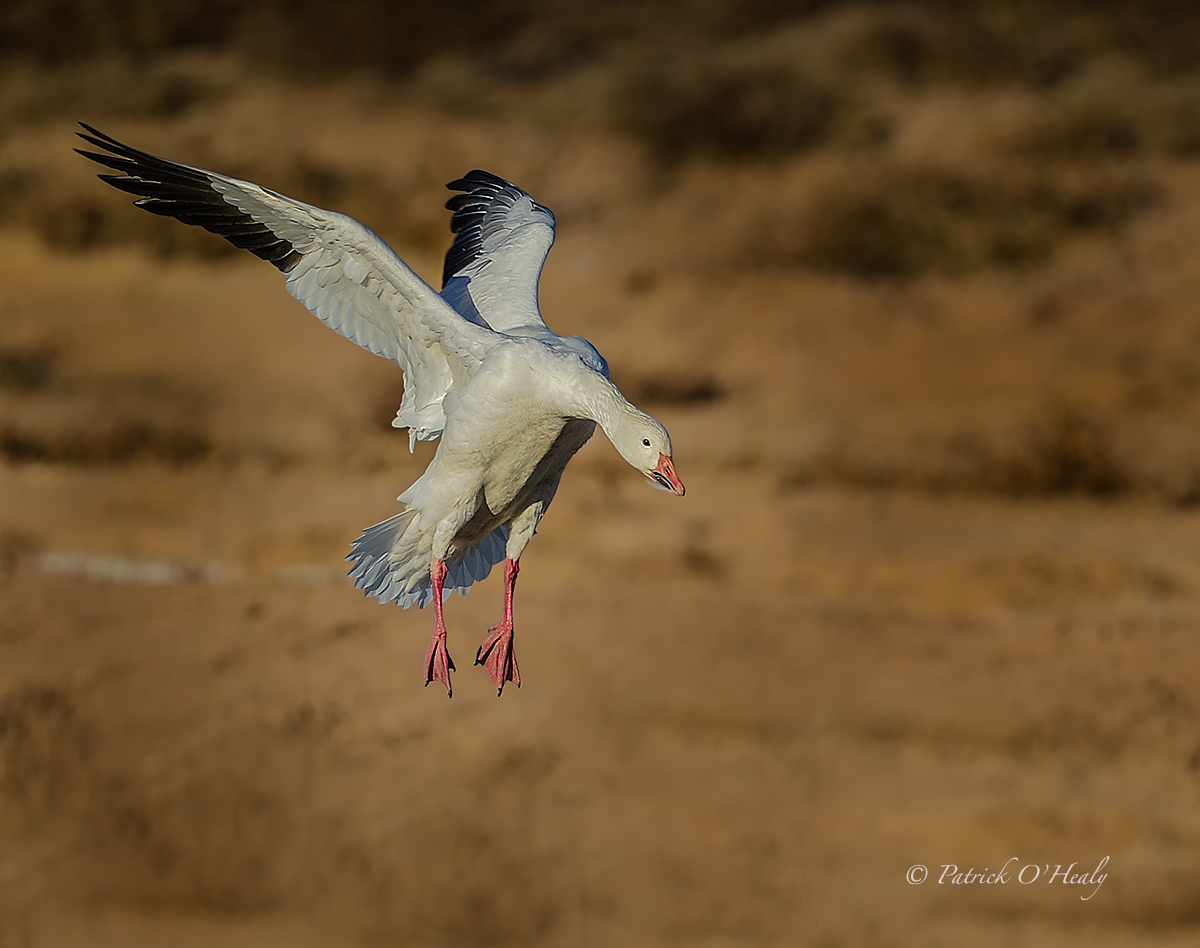 Bosque Snow Goose