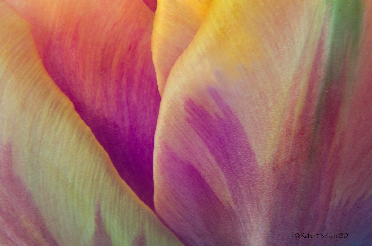 Tulip