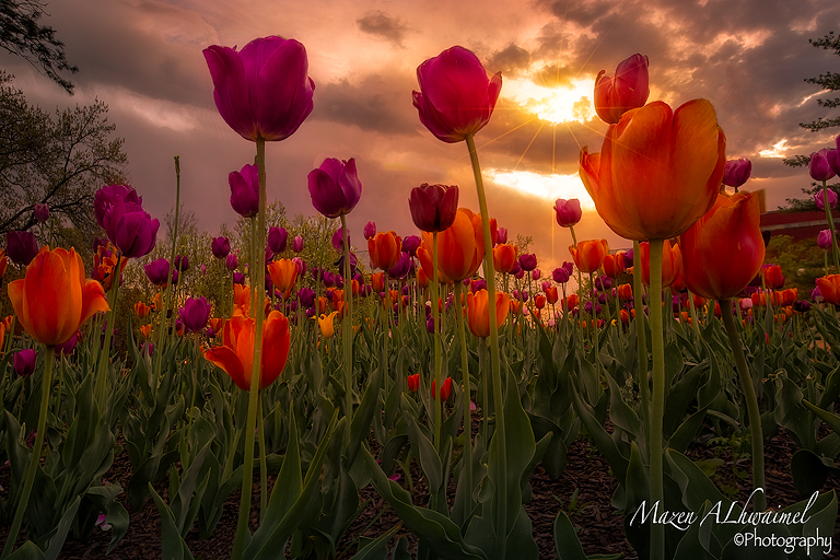 Flowers.