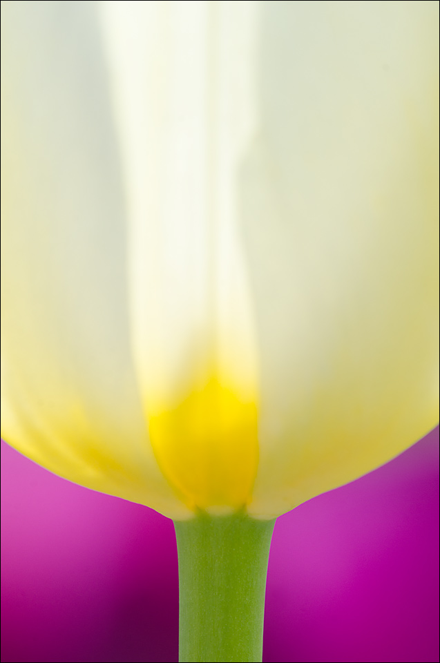 Tulips 3