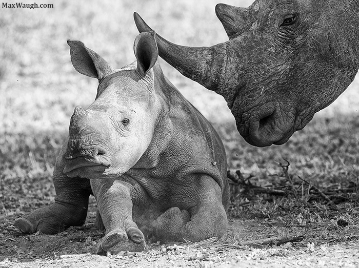 White Rhino Calf
