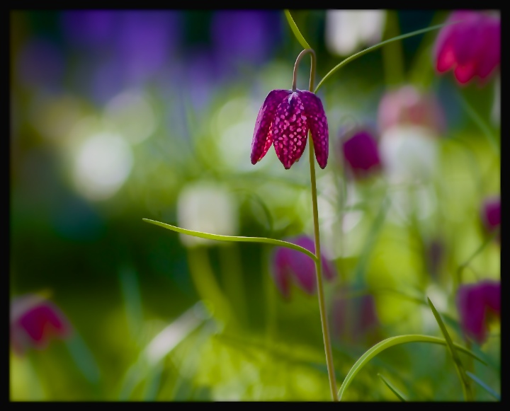 Lamplight