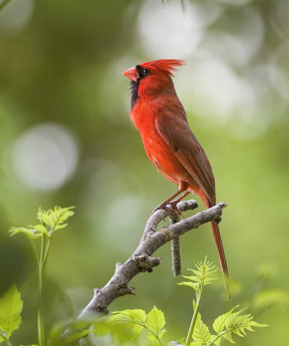Spring Cardinal