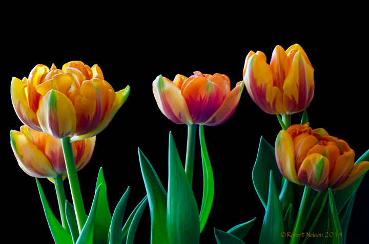 Tulips 2