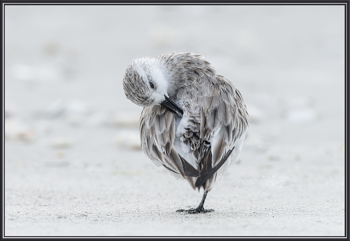 Sanderling