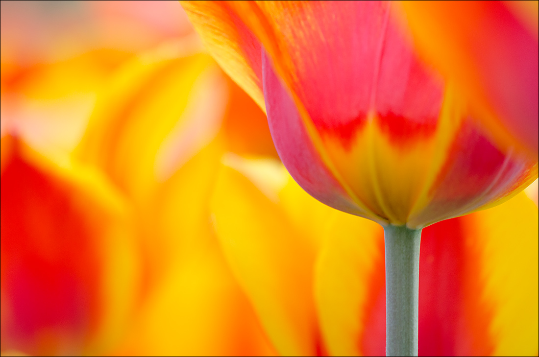 Tulips 4