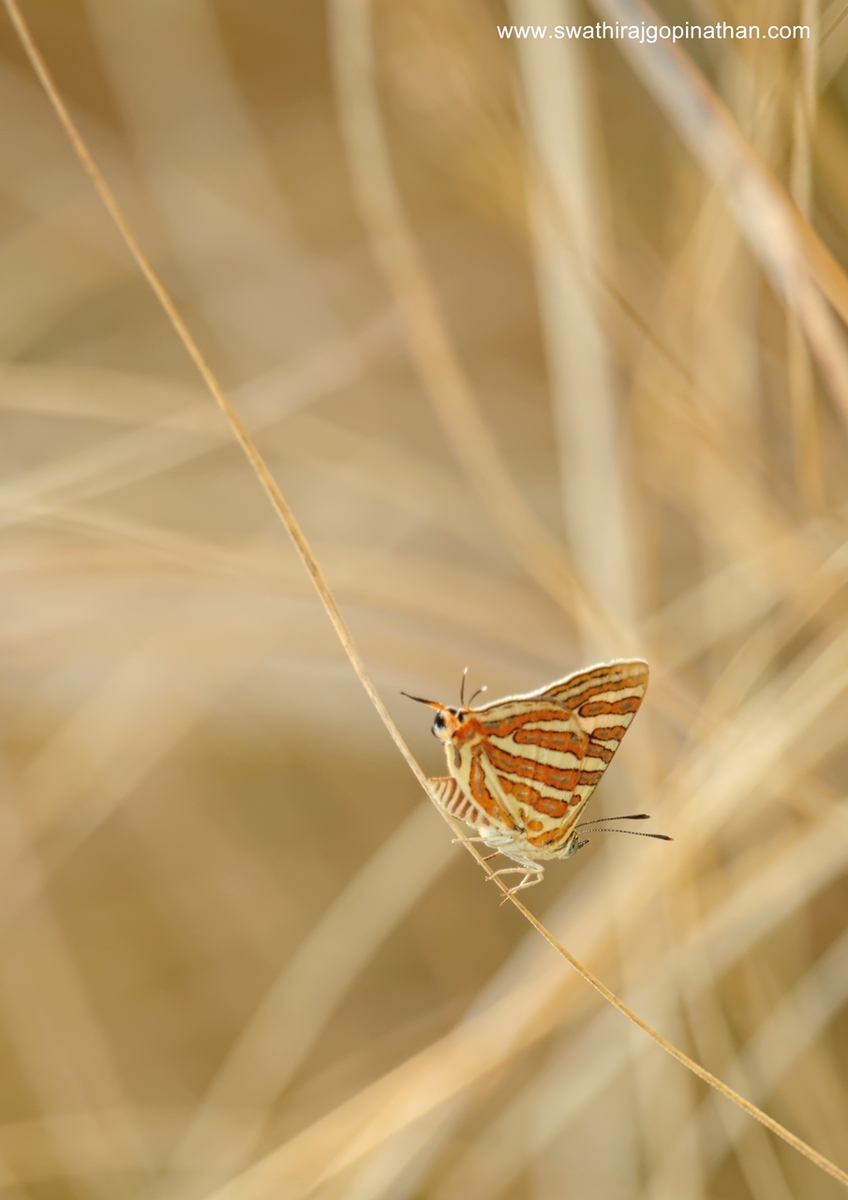 Common Silverline