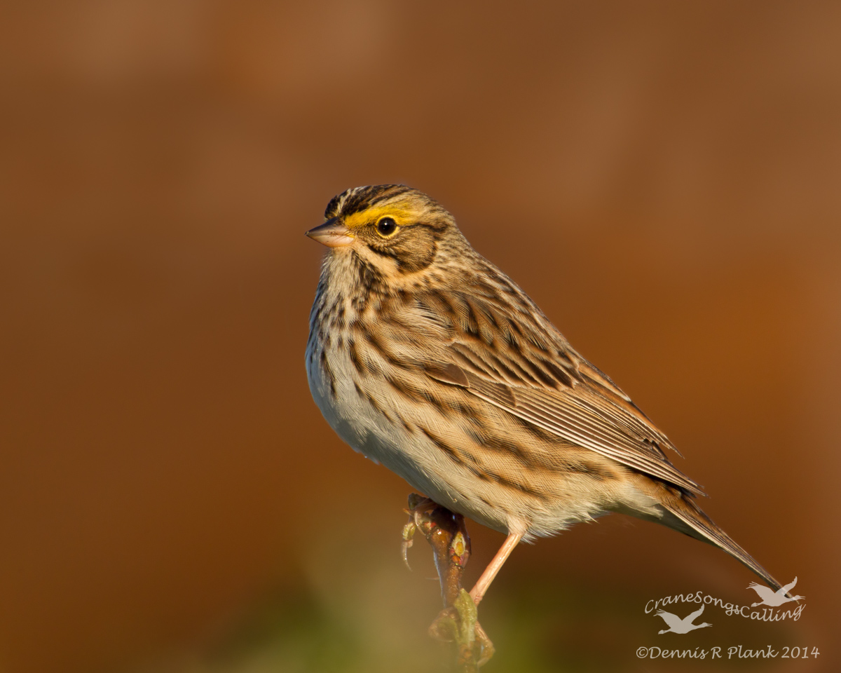 Savannah Sparrow