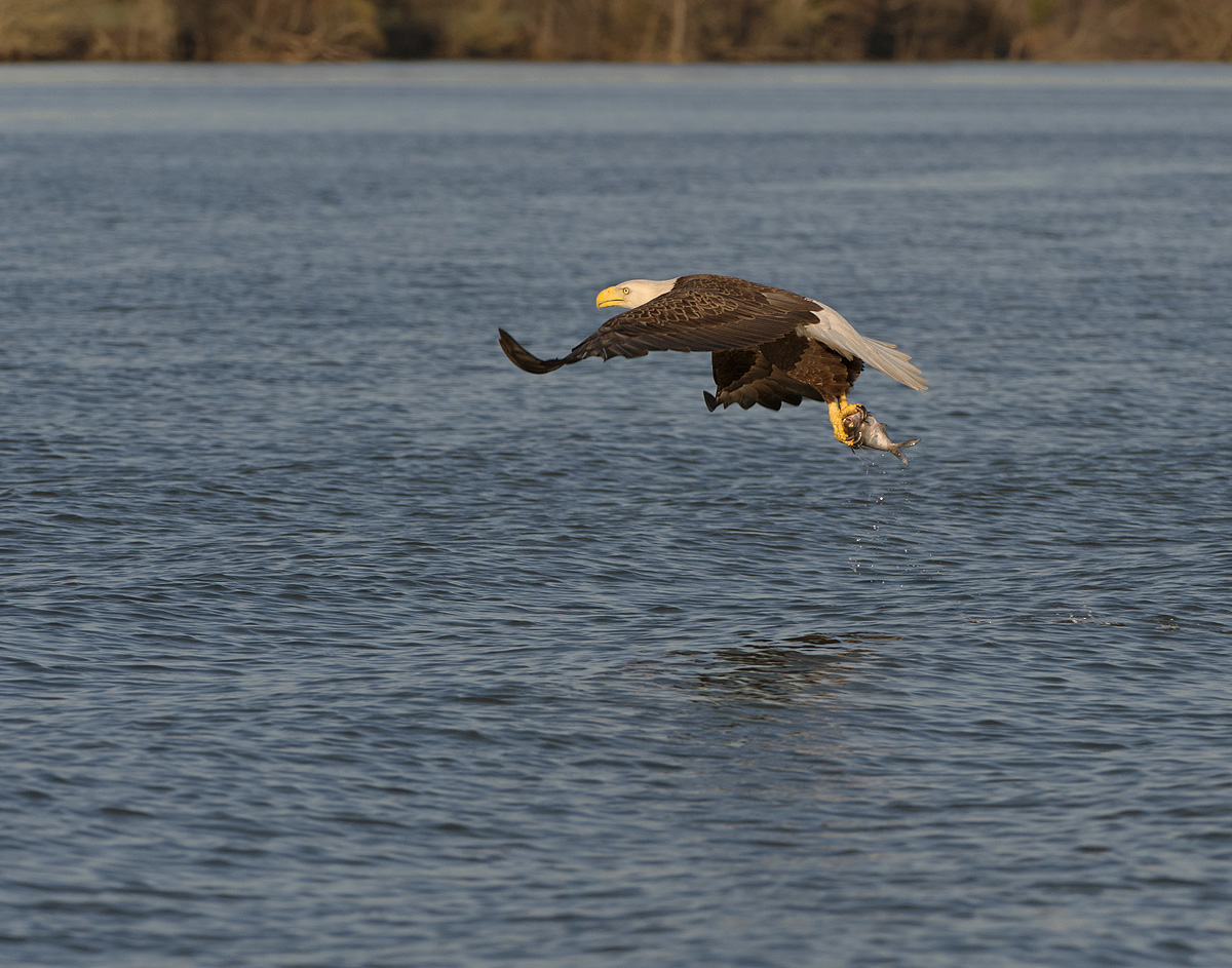 Bald Eagle on the James