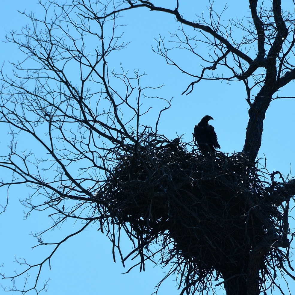 Eagle in Silhouette