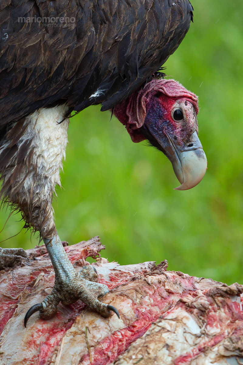 A Vulture Feast