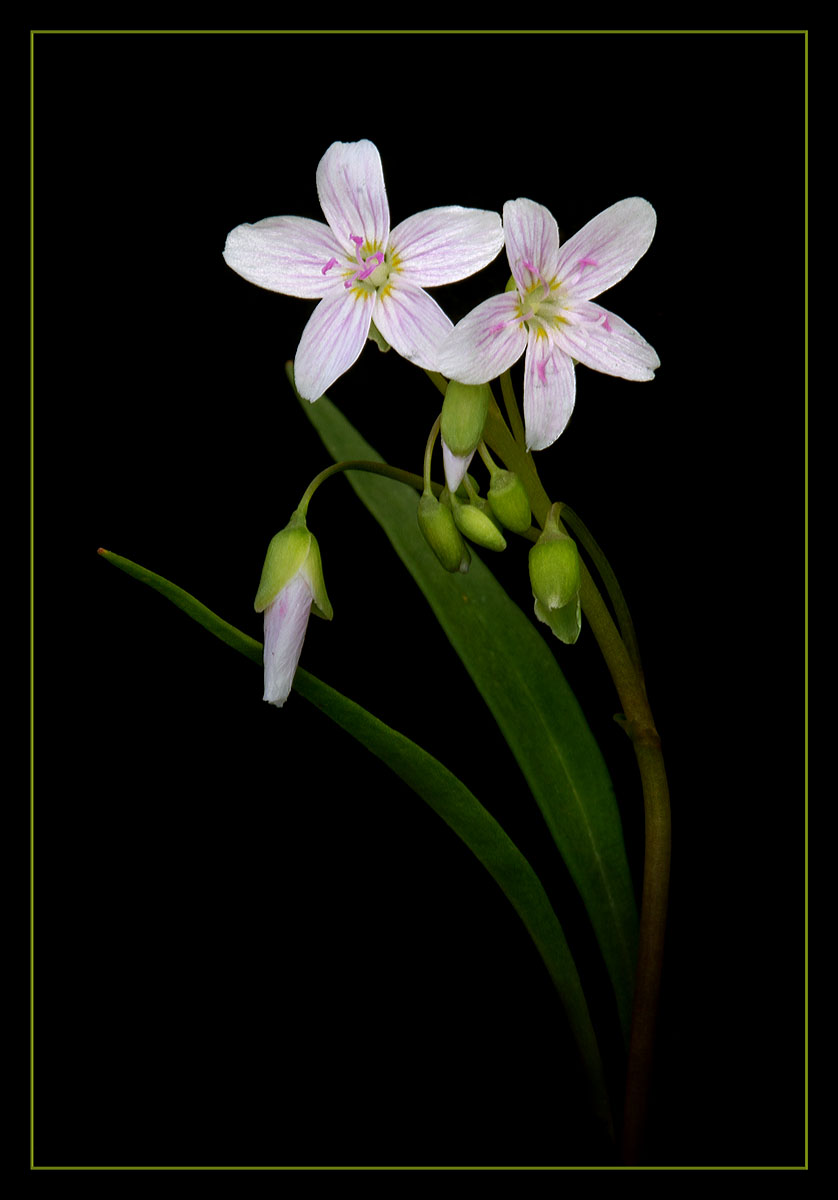 Spring Beauties