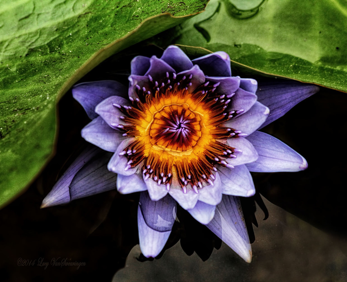 Ethereal Beauty
