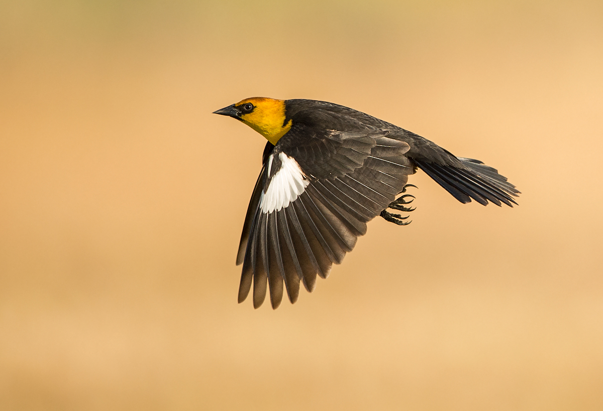 Yellowheaded Blackbird