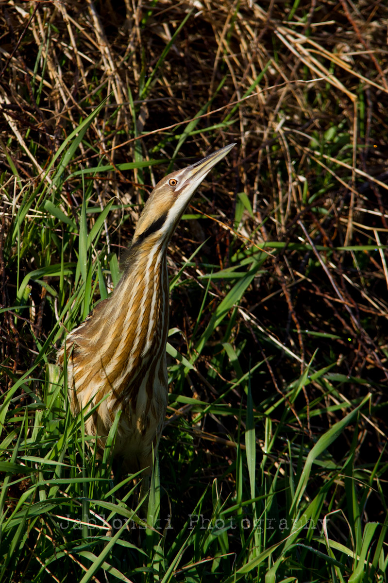 American Bittern